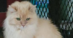Otis, Senior Male unknown