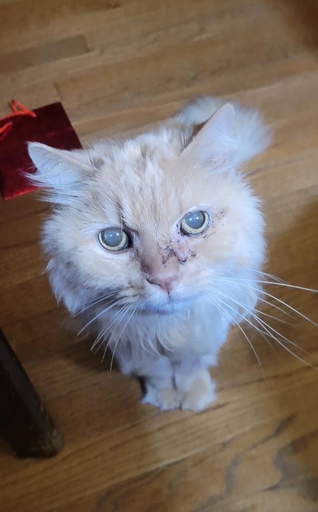 Otis