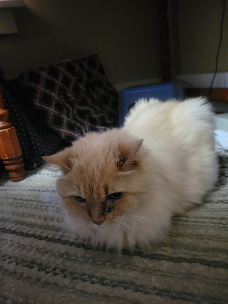 Otis