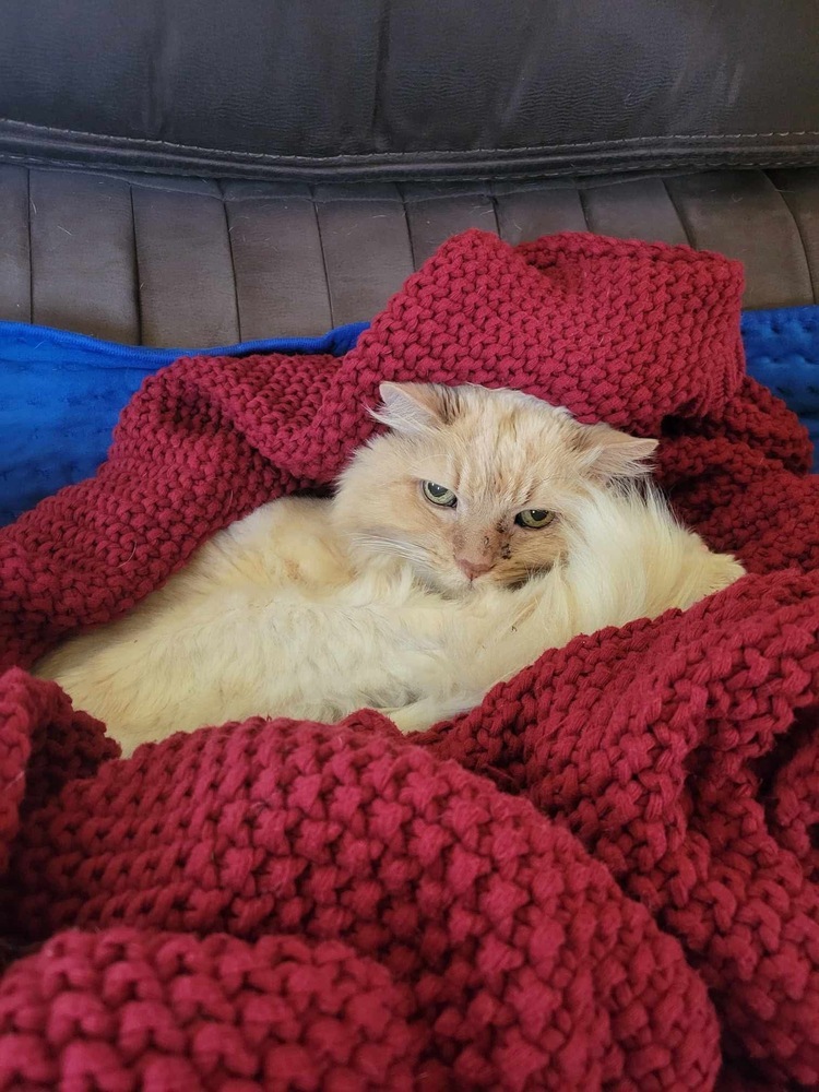 Otis