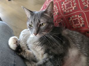 My foster writes She is quite fastidous not destructive no hissy fits shy regal slender isnt
