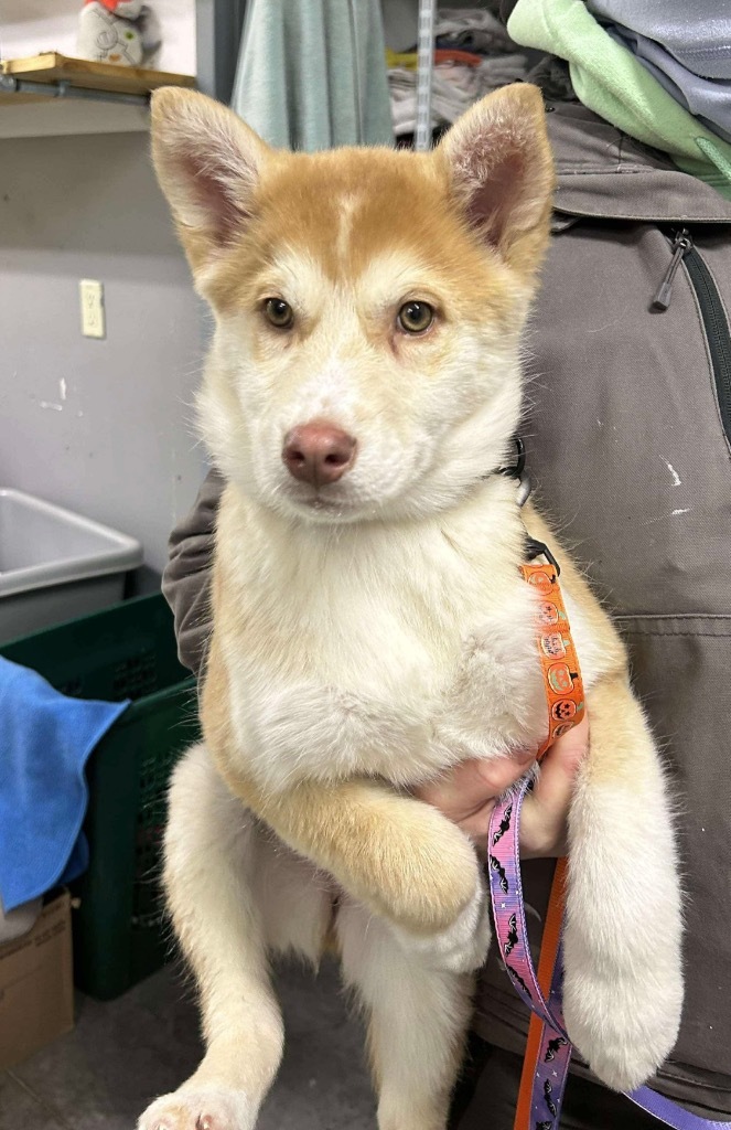 Etta, an adoptable Husky in Yellowknife, NT, X1A 2W5 | Photo Image 1