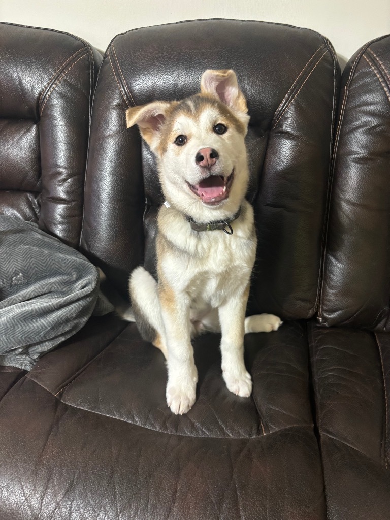 Gladys, an adoptable Husky in Yellowknife, NT, X1A 2W5 | Photo Image 1