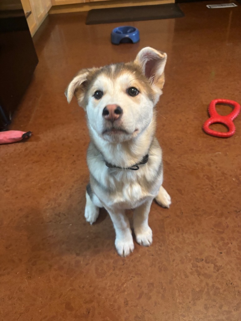 Gladys, an adoptable Husky in Yellowknife, NT, X1A 2W5 | Photo Image 2