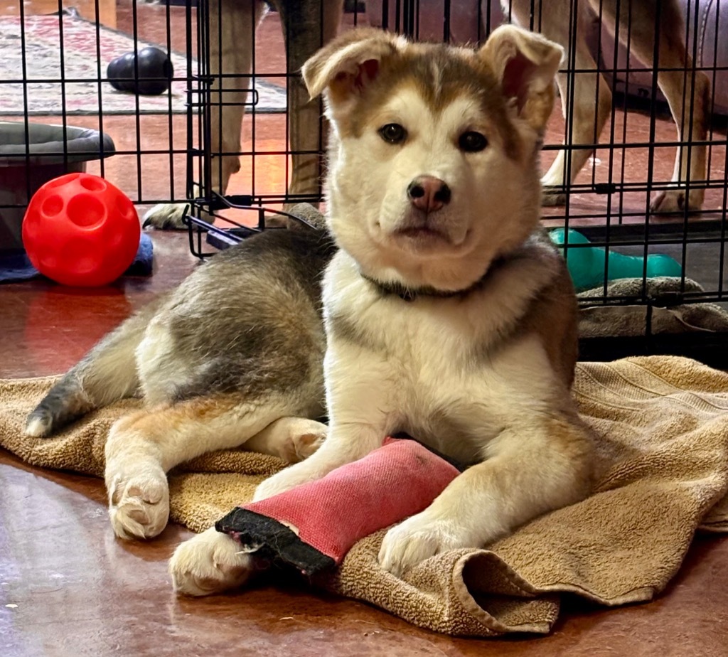 Gladys, an adoptable Husky in Yellowknife, NT, X1A 2W5 | Photo Image 3