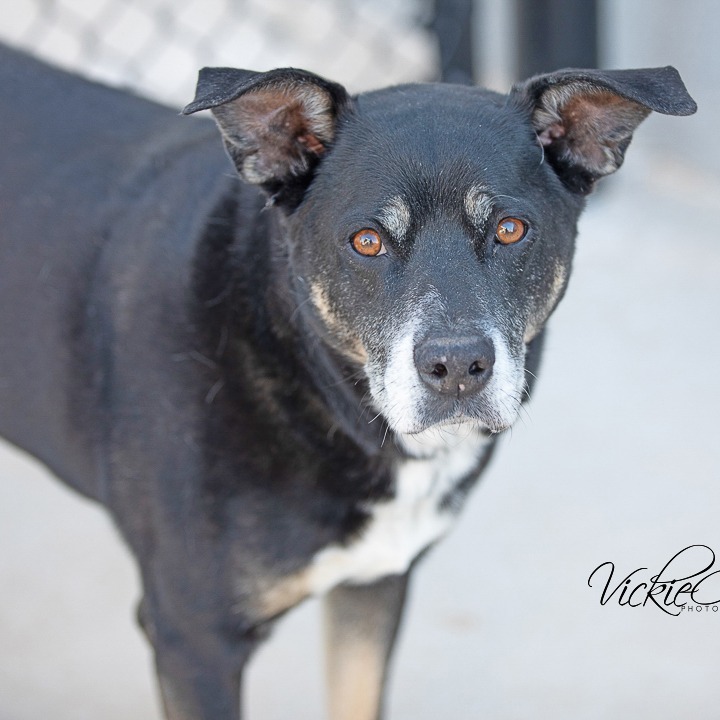 Andy, an adoptable Mixed Breed in Abilene, TX, 79602 | Photo Image 1