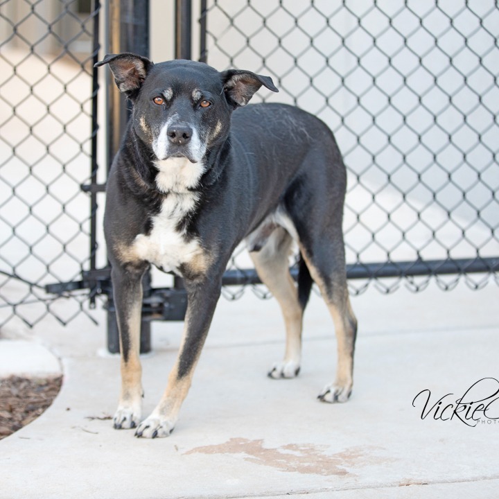 Andy, an adoptable Mixed Breed in Abilene, TX, 79602 | Photo Image 2
