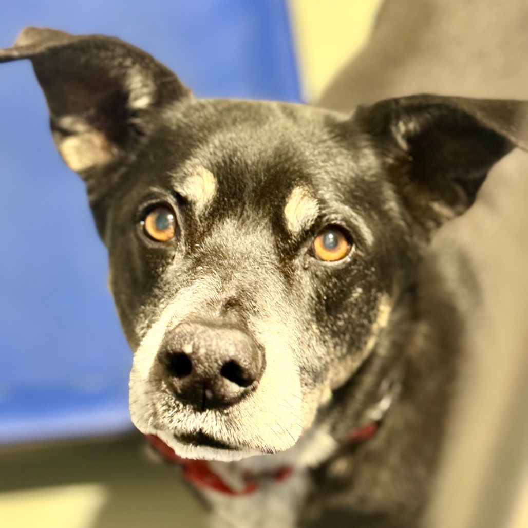 Andy, an adoptable Mixed Breed in Abilene, TX, 79602 | Photo Image 3
