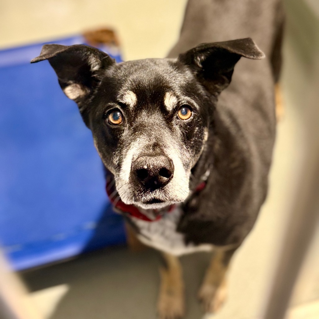 Andy, an adoptable Mixed Breed in Abilene, TX, 79602 | Photo Image 4