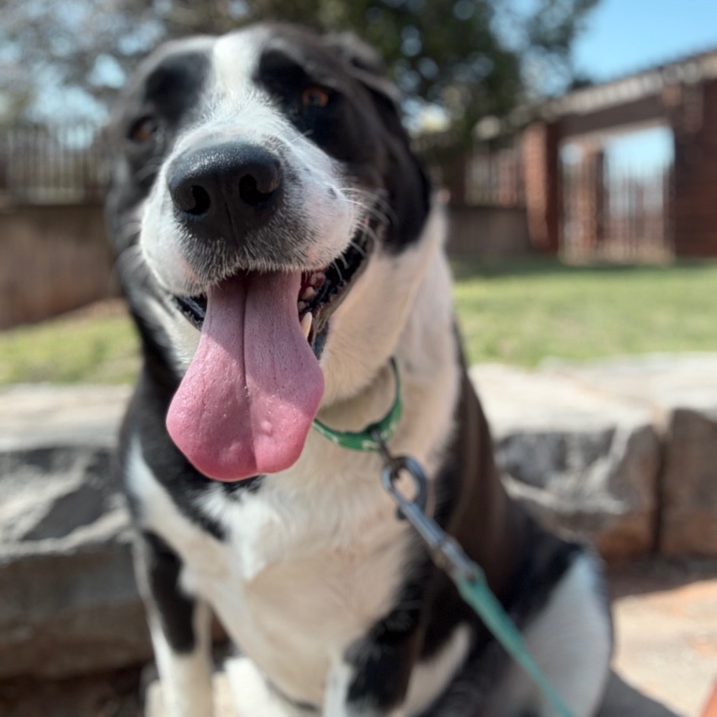 Rowdy, an adoptable Retriever, Collie in Abilene, TX, 79602 | Photo Image 1