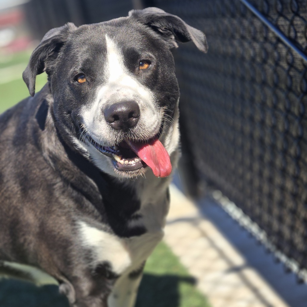 Rowdy, an adoptable Retriever, Collie in Abilene, TX, 79602 | Photo Image 2