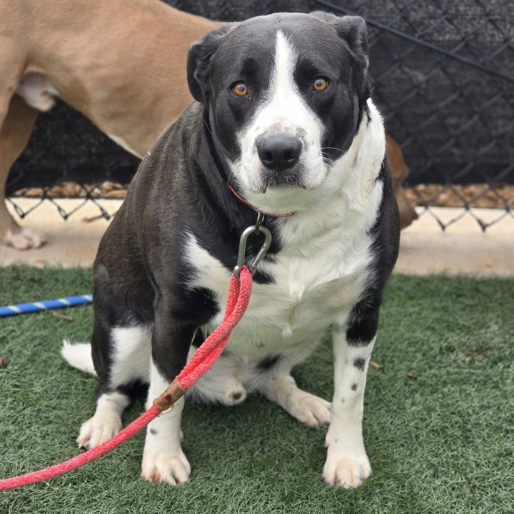 Rowdy, an adoptable Retriever, Collie in Abilene, TX, 79602 | Photo Image 3