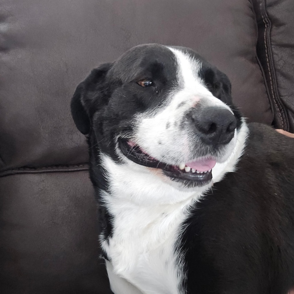 Rowdy, an adoptable Retriever, Collie in Abilene, TX, 79602 | Photo Image 4
