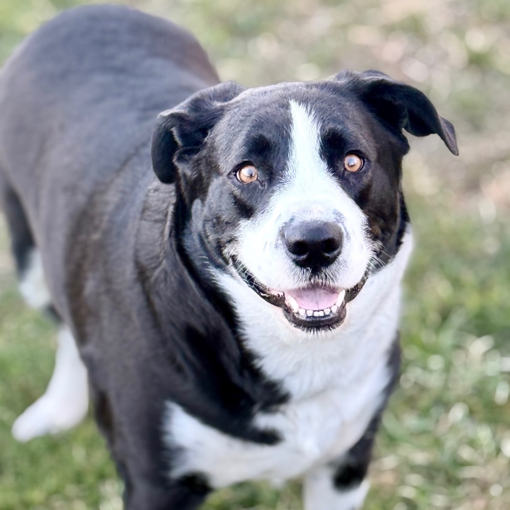 Rowdy, an adoptable Retriever, Collie in Abilene, TX, 79602 | Photo Image 5