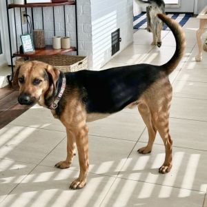 Lucky, Adult Male Hound