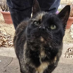 Sable, Senior Female Domestic Short Hair
