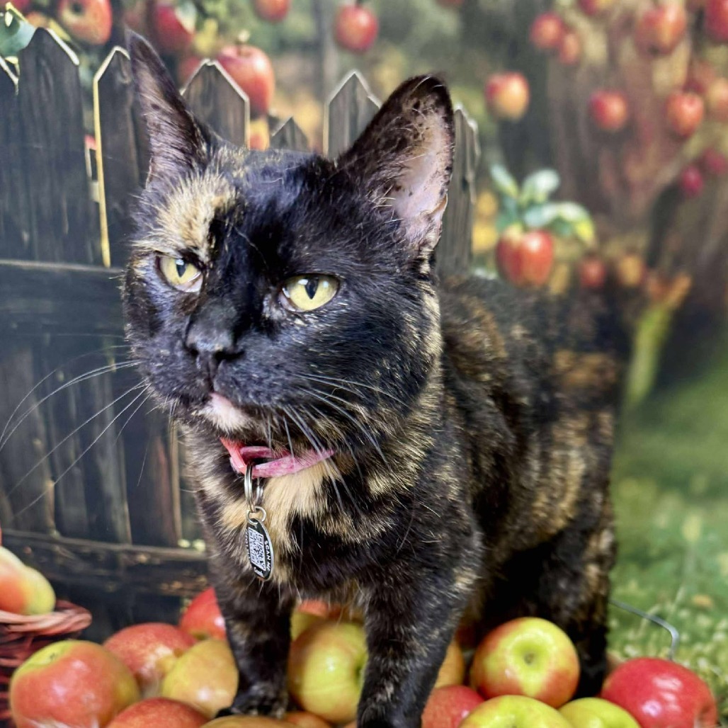 Sable, an adoptable Domestic Short Hair in Wichita, KS, 67278 | Photo Image 1