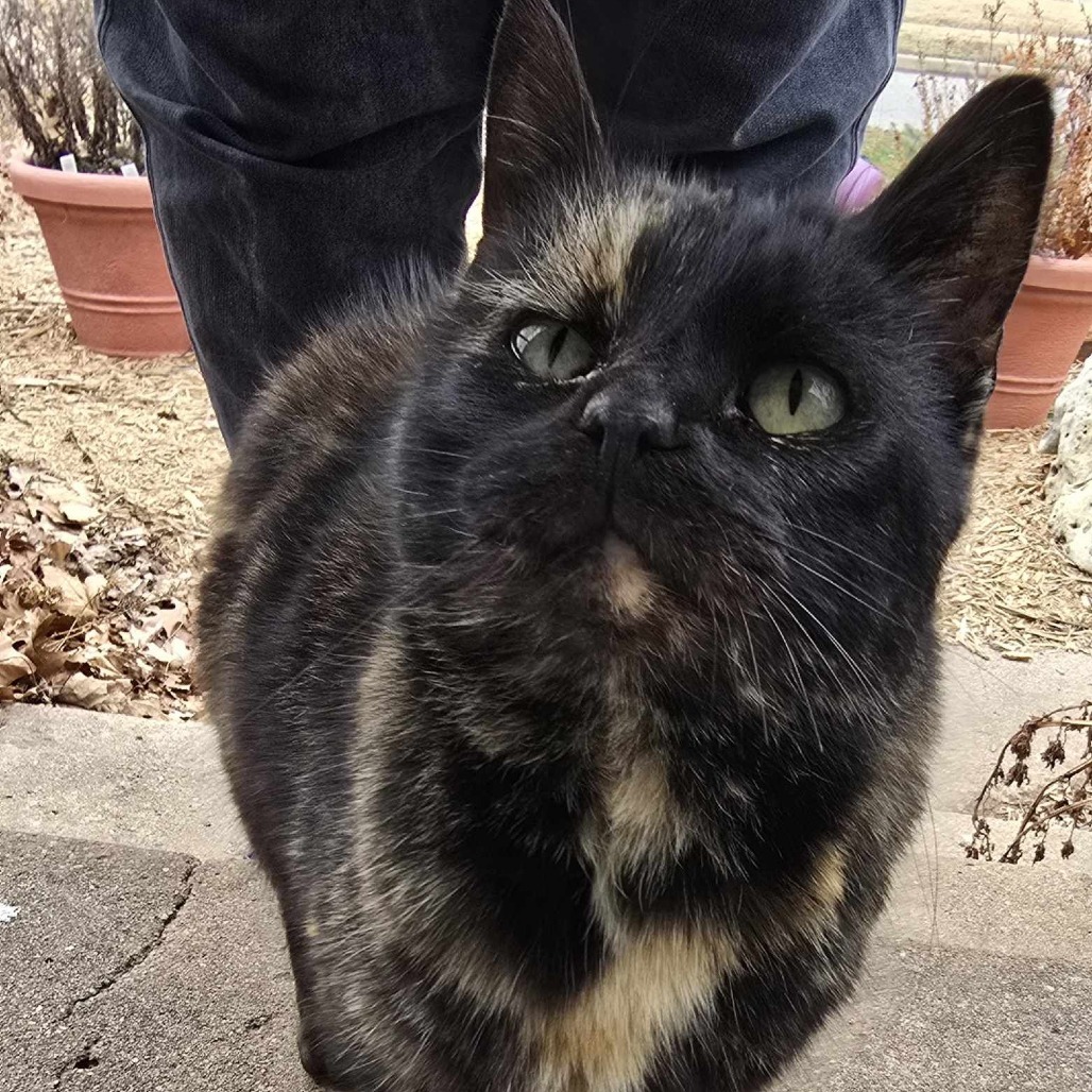 Sable, an adoptable Domestic Short Hair in Wichita, KS, 67278 | Photo Image 2