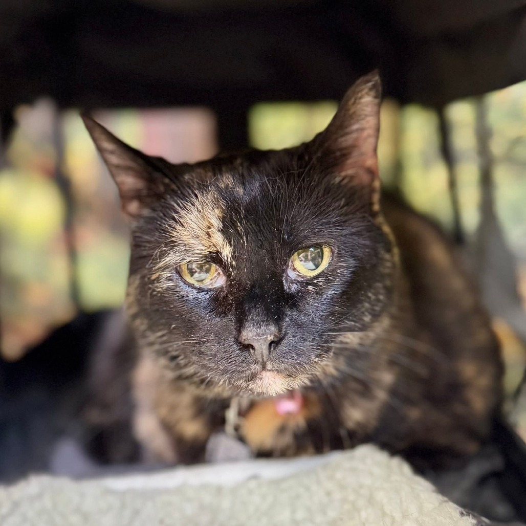 Sable, an adoptable Domestic Short Hair in Wichita, KS, 67278 | Photo Image 3