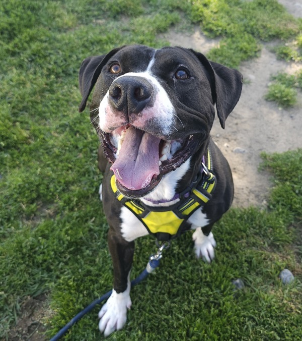 Papa, an adoptable Pit Bull Terrier in Kennewick, WA, 99336 | Photo Image 1