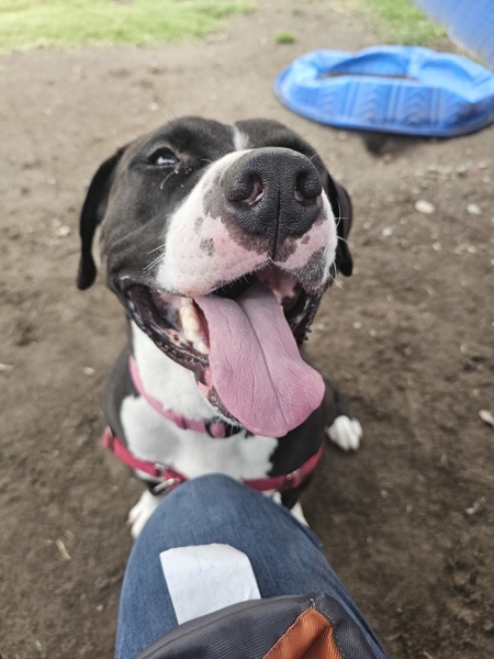 Papa, an adoptable Pit Bull Terrier in Kennewick, WA, 99336 | Photo Image 2