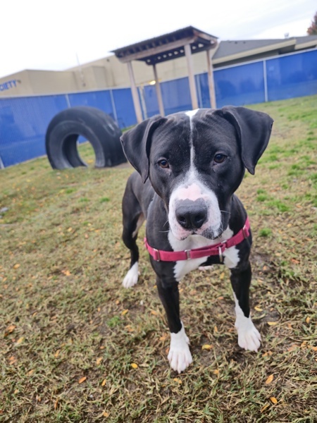 Papa, an adoptable Pit Bull Terrier in Kennewick, WA, 99336 | Photo Image 3
