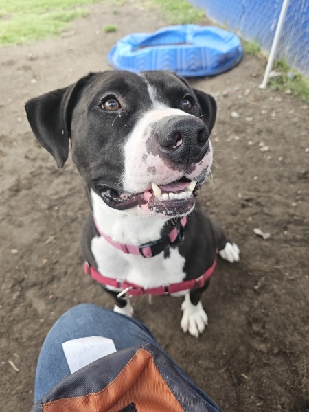 Papa, an adoptable Pit Bull Terrier in Kennewick, WA, 99336 | Photo Image 6