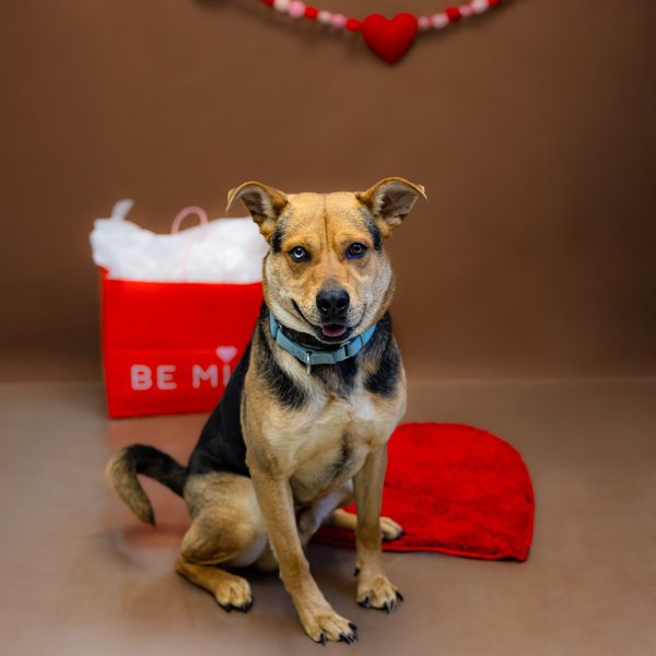 Dog for adoption - Ic-15 Astro, an Australian Shepherd Mix in ...