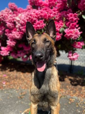 RD Rooster, Adult Male Belgian Shepherd / Malinois