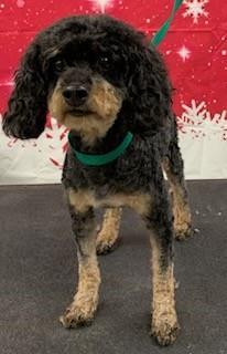 Arno, an adoptable Cockapoo in Westminster, MD, 21158 | Photo Image 1