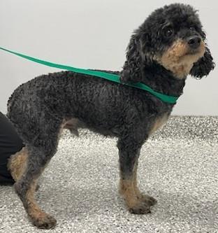 Arno, an adoptable Cockapoo in Westminster, MD, 21158 | Photo Image 2