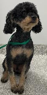 Arno, an adoptable Cockapoo in Westminster, MD, 21158 | Photo Image 3