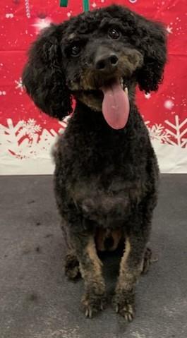 Marlon, an adoptable Cockapoo in Westminster, MD, 21158 | Photo Image 1