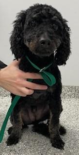 Marlon, an adoptable Cockapoo in Westminster, MD, 21158 | Photo Image 3