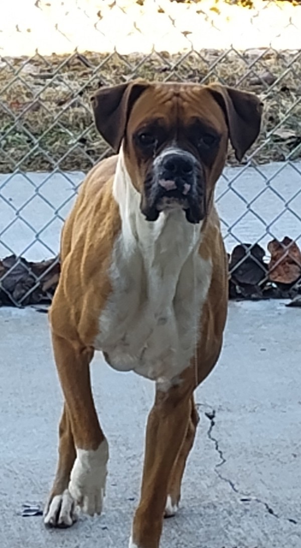Gunner