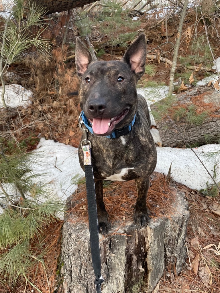 Paloma, an adoptable Terrier, Pit Bull Terrier in Glenfield, NY, 13343 | Photo Image 1