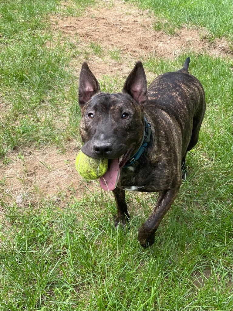 Paloma, an adoptable Bull Terrier in Glenfield, NY, 13343 | Photo Image 1