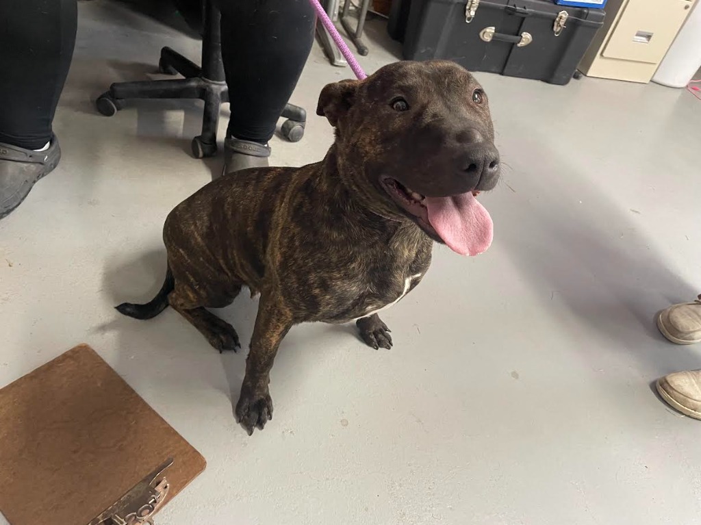 Paloma, an adoptable Terrier, Pit Bull Terrier in Glenfield, NY, 13343 | Photo Image 2