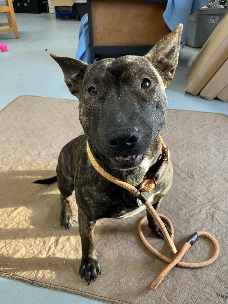 Paloma, an adoptable Bull Terrier in Glenfield, NY, 13343 | Photo Image 3