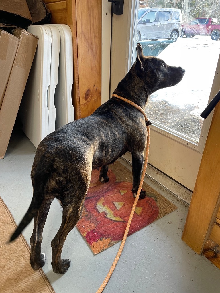 Paloma, an adoptable Terrier, Pit Bull Terrier in Glenfield, NY, 13343 | Photo Image 4