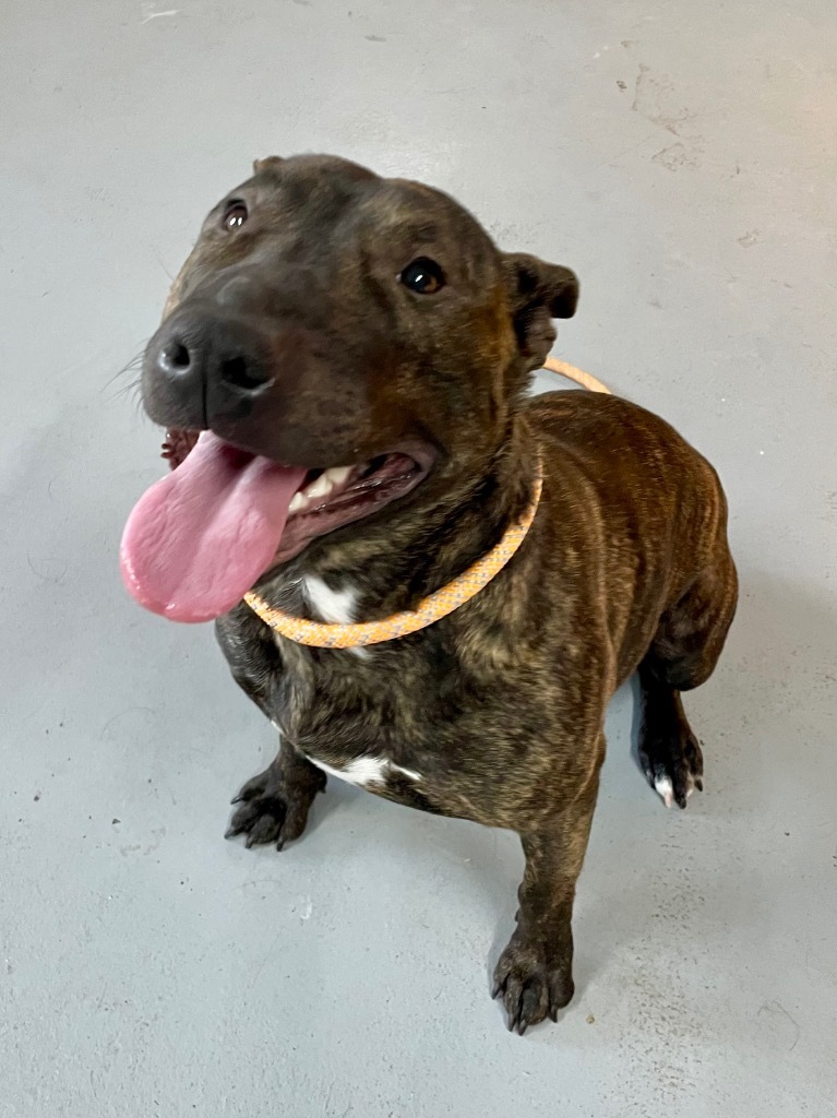 Paloma, an adoptable Terrier, Pit Bull Terrier in Glenfield, NY, 13343 | Photo Image 5