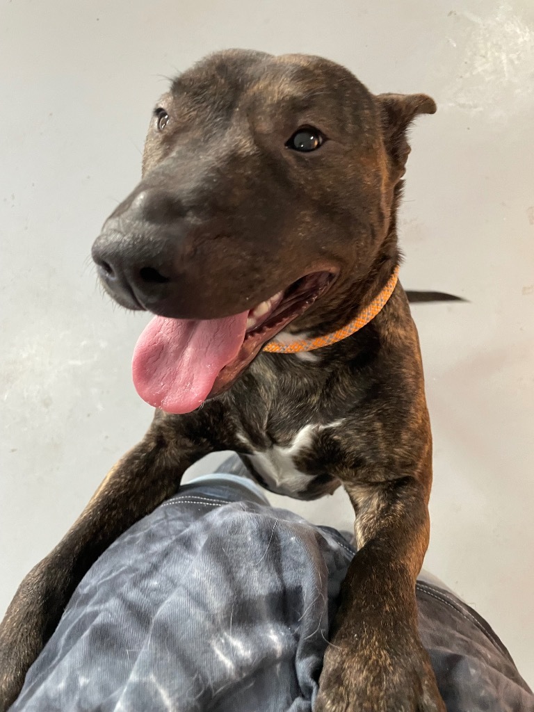 Paloma, an adoptable Terrier, Pit Bull Terrier in Glenfield, NY, 13343 | Photo Image 6