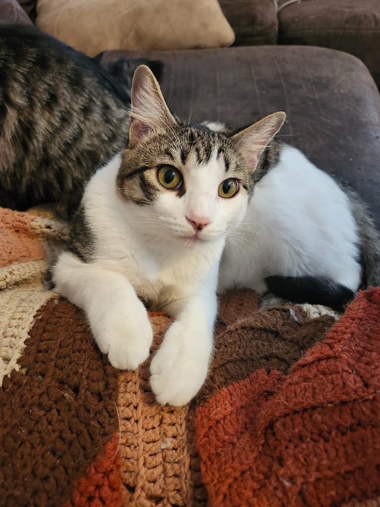 Baron Von Meowsingberg