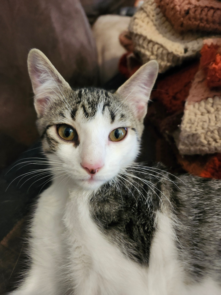 Baron Von Meowsingberg