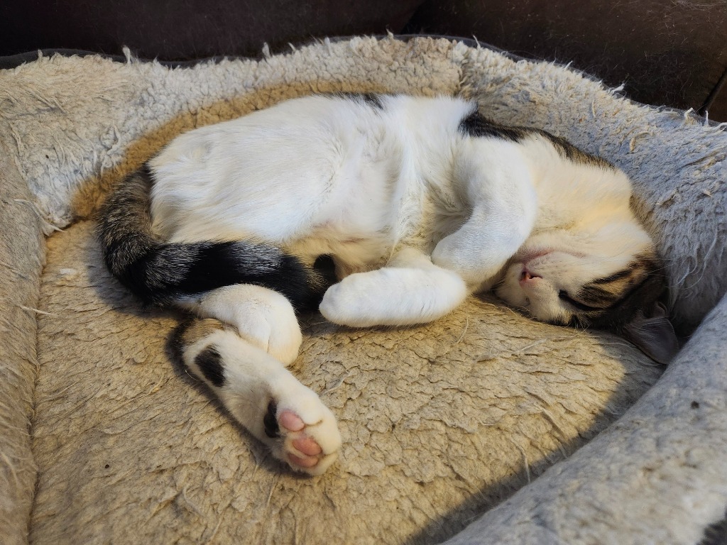 Baron Von Meowsingberg