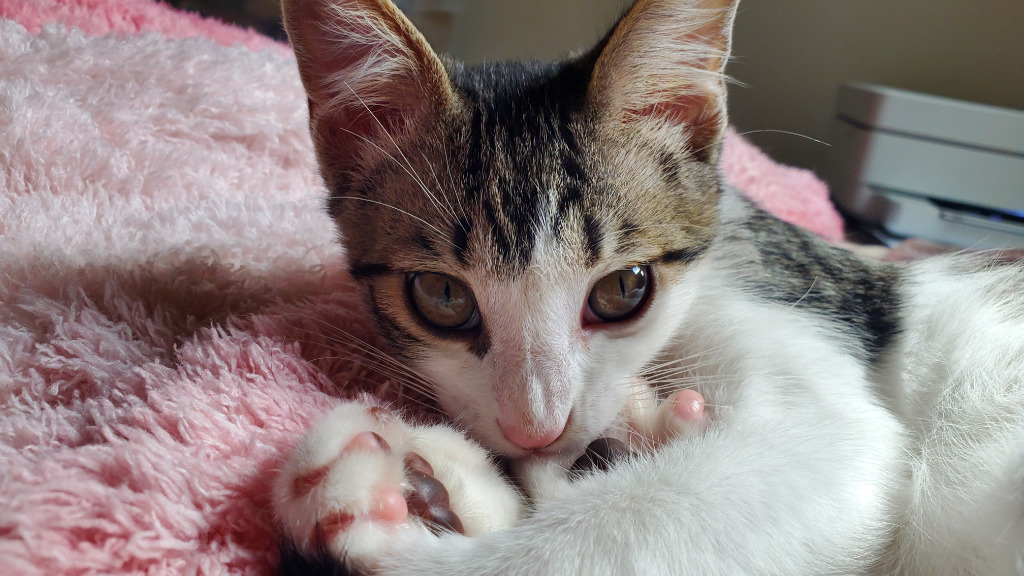 Baron Von Meowsingberg