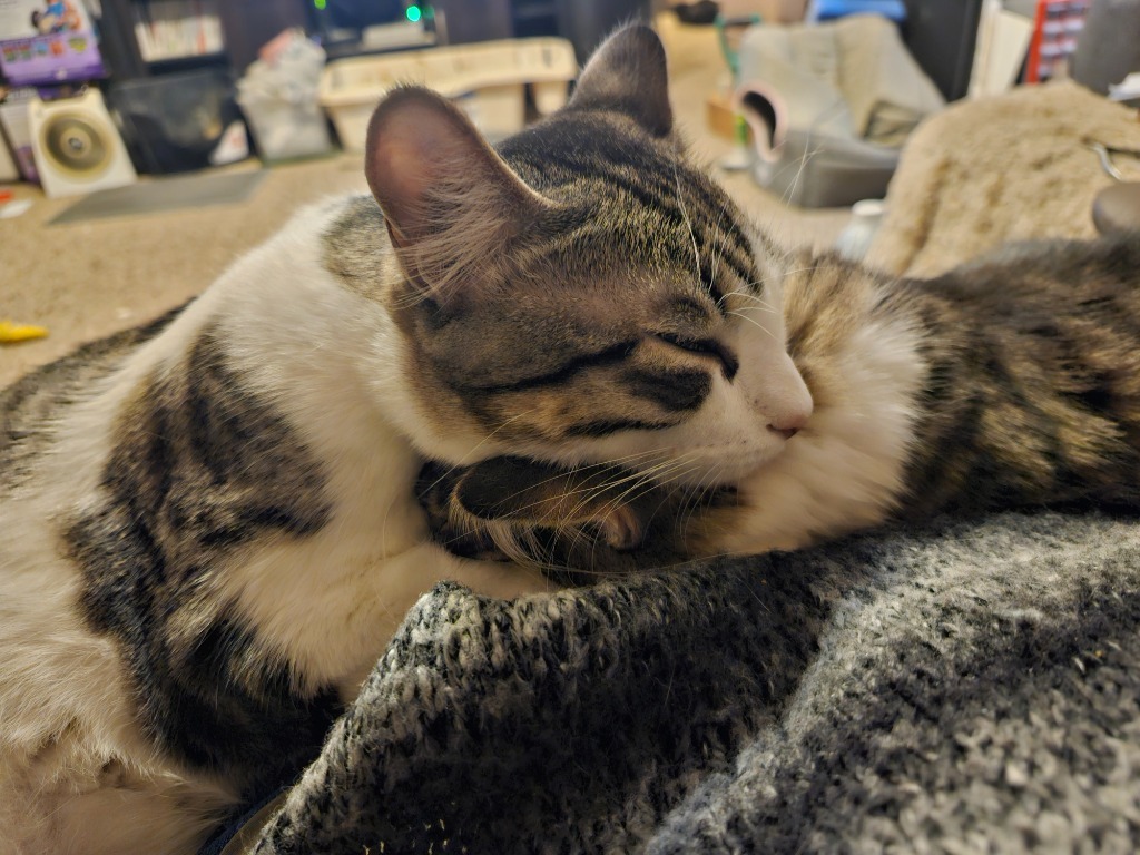 Baron Von Meowsingberg