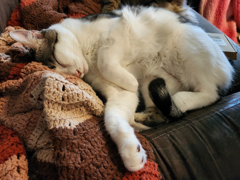 Baron Von Meowsingberg