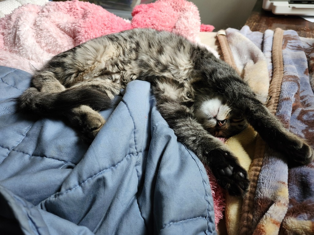 Lady Zoey Jane