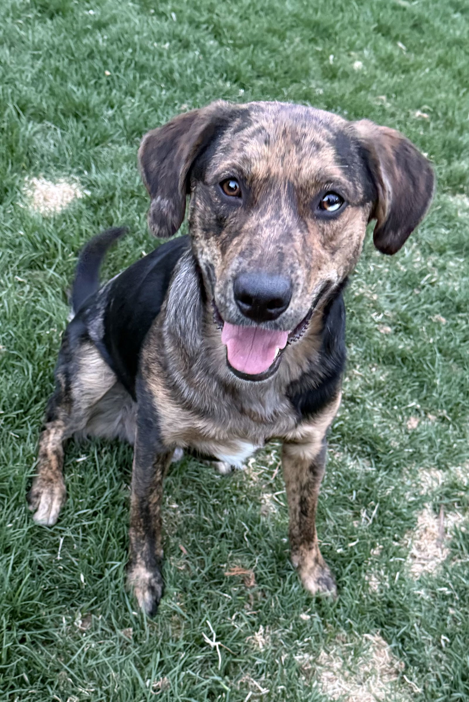 Rajah, an adoptable Australian Shepherd, Retriever in Winter Park, CO, 80482 | Photo Image 1